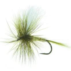 Aurivillii Olive Daiichi 1180 #12